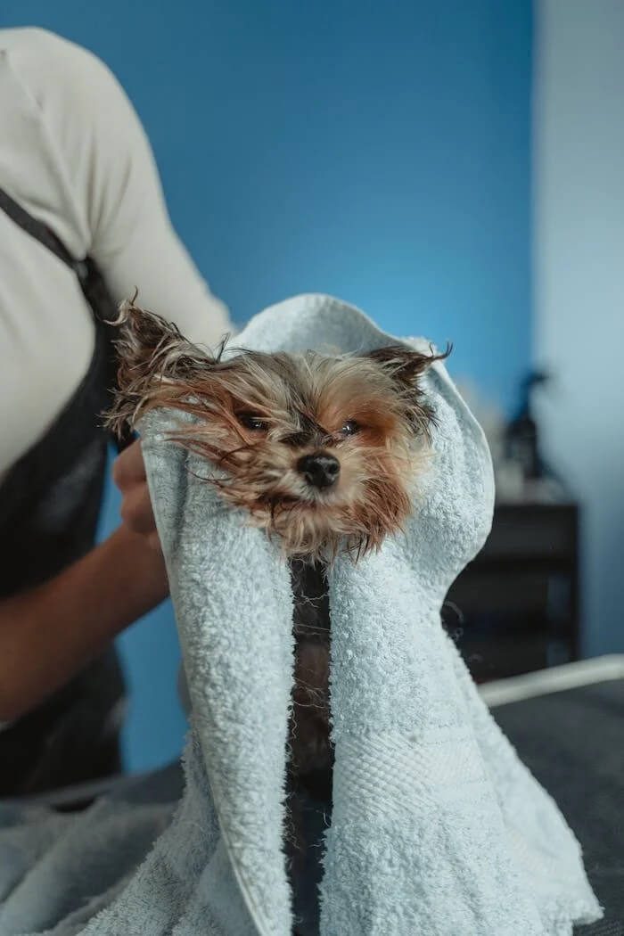 Groomer drying a small dog with a towel