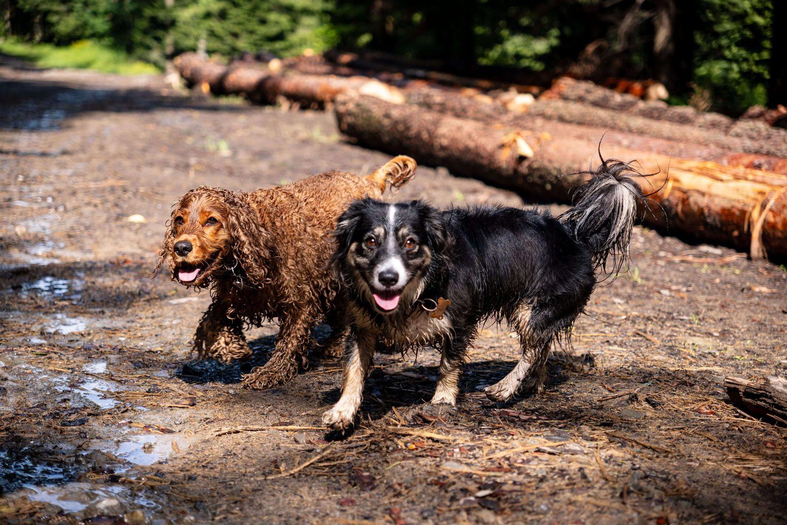 Two wet dogs on a muddy forest track