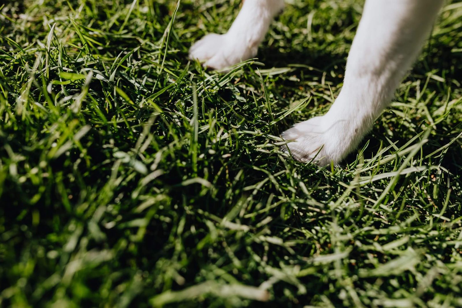 Dog paws standing in grass